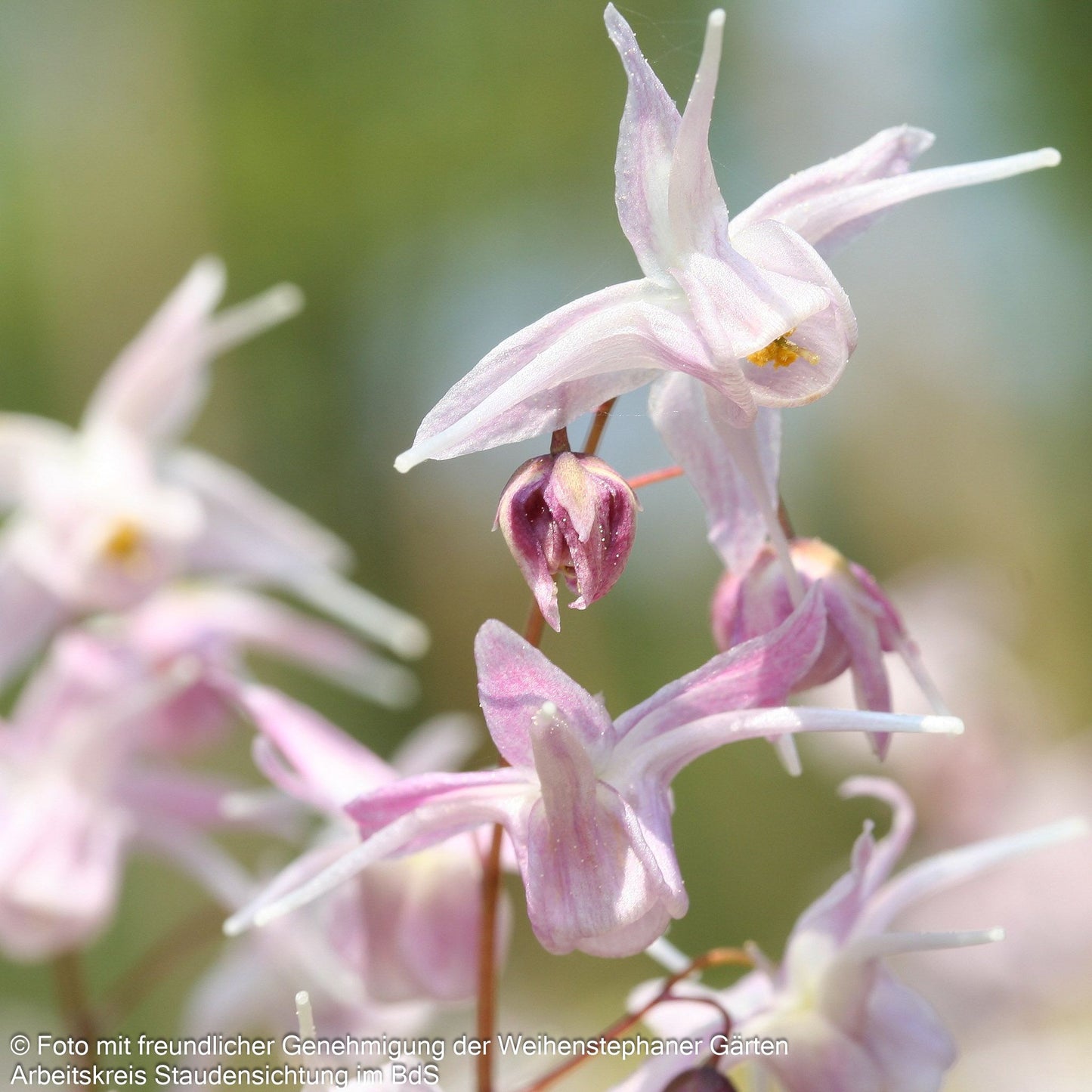 Großblütige Elfenblume 'Akebono' (Epimedium grandiflorum)