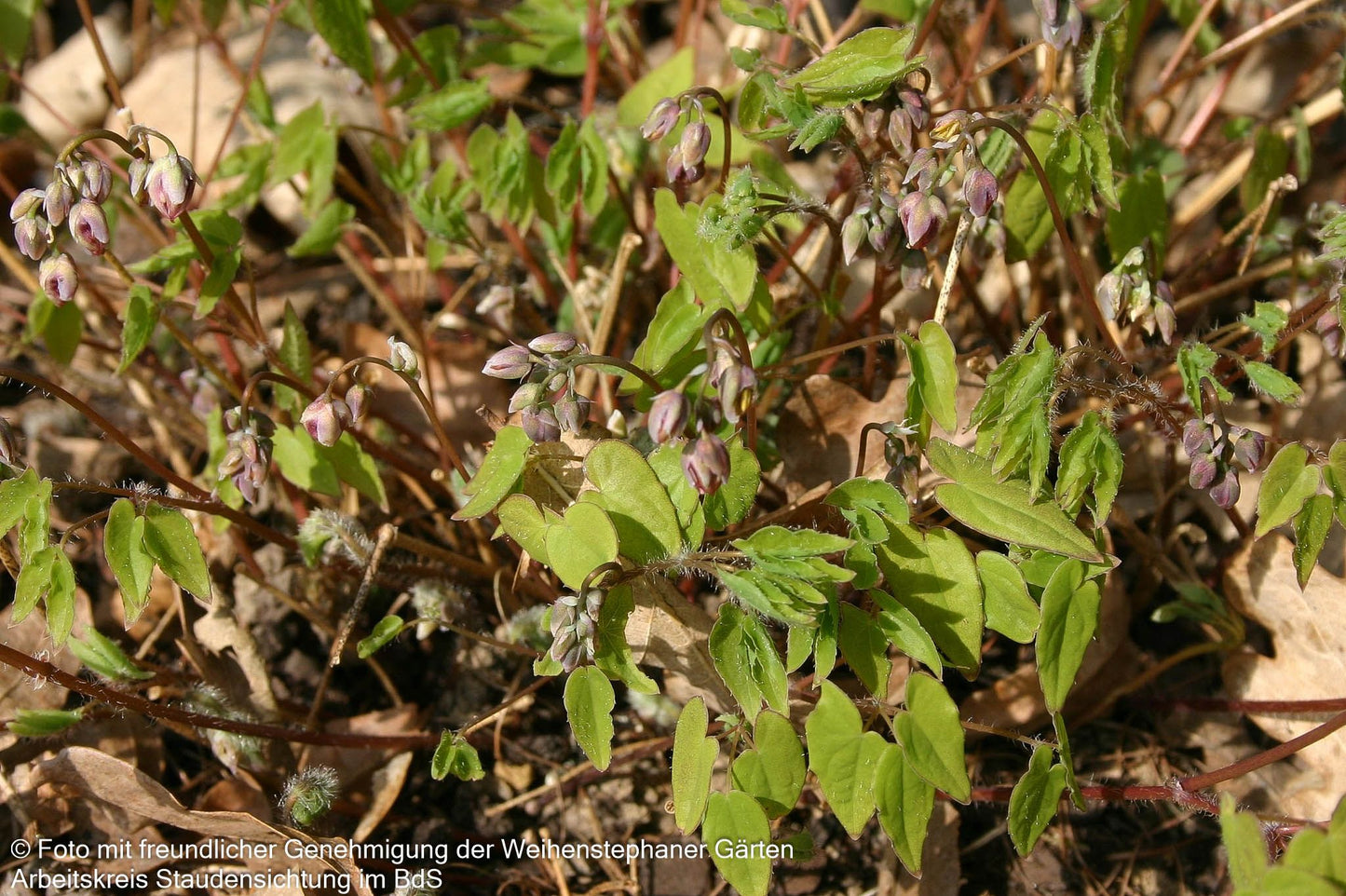 Großblütige Elfenblume 'Akebono' (Epimedium grandiflorum)