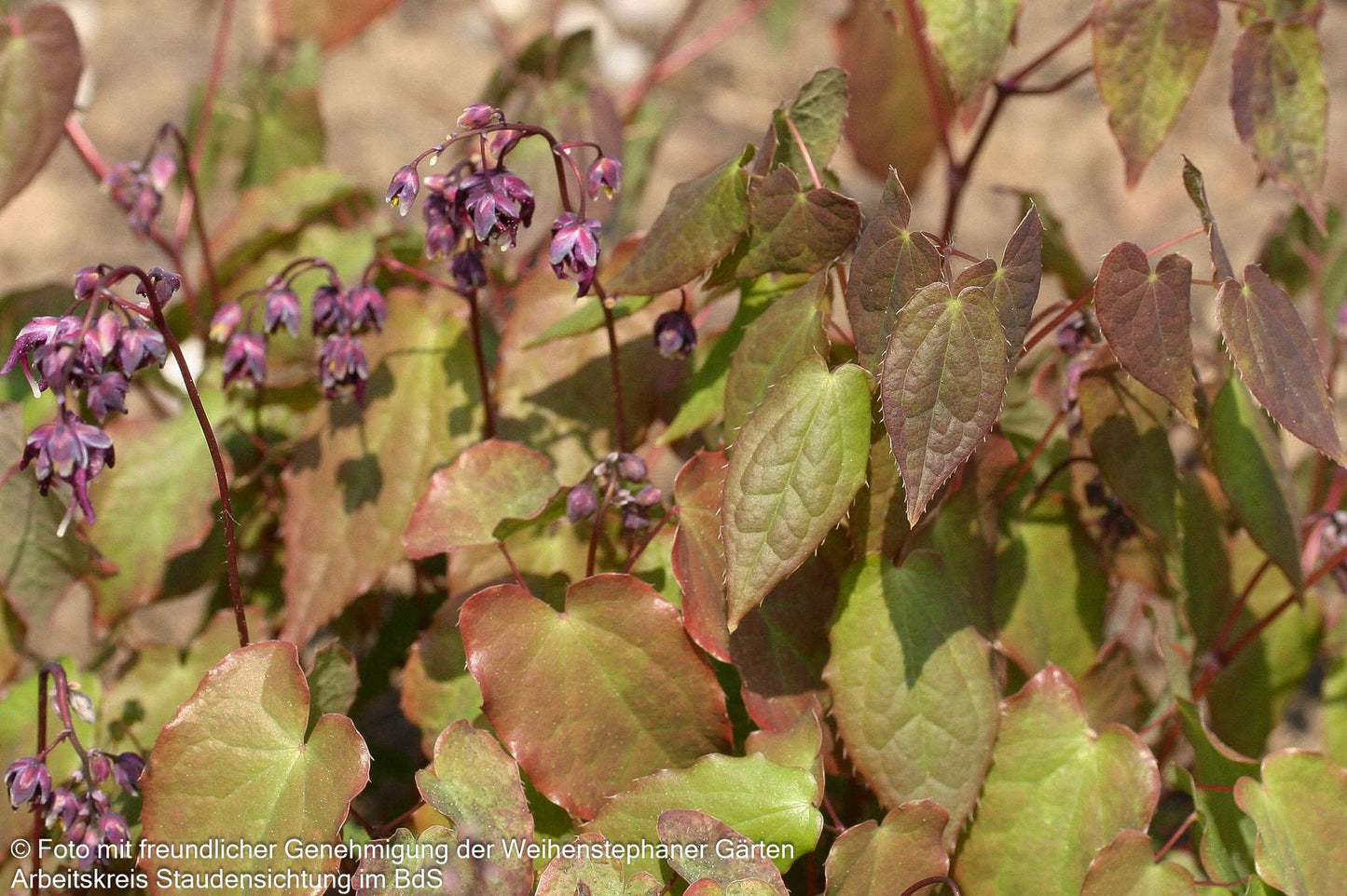 Großblütige Elfenblume 'Lilafee' (Epimedium grandiflorum)