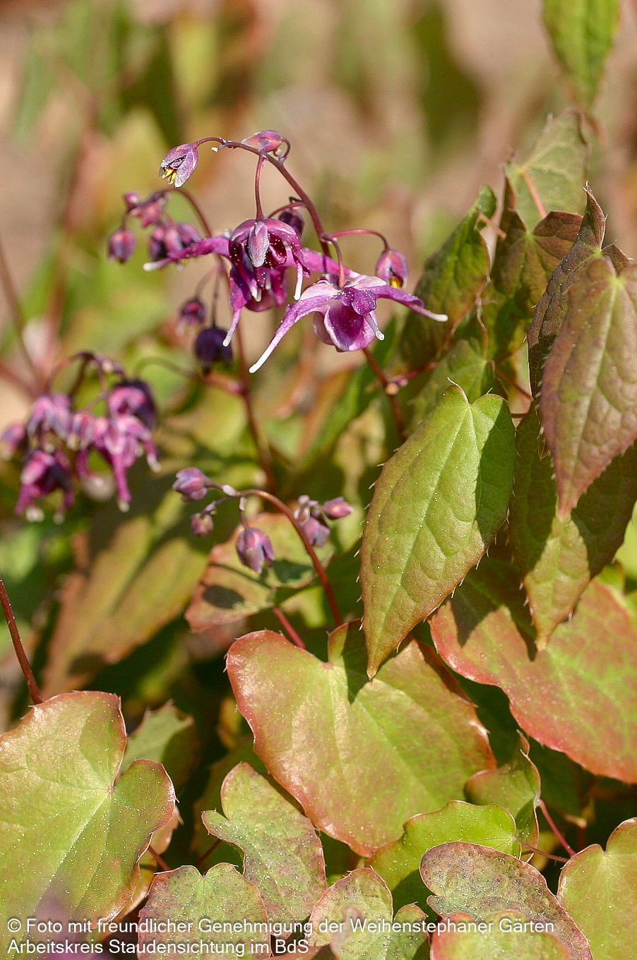 Großblütige Elfenblume 'Lilafee' (Epimedium grandiflorum)