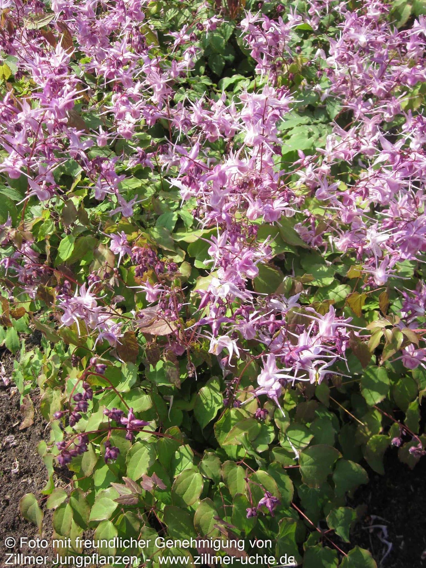 Großblütige Elfenblume 'Lilafee' (Epimedium grandiflorum)