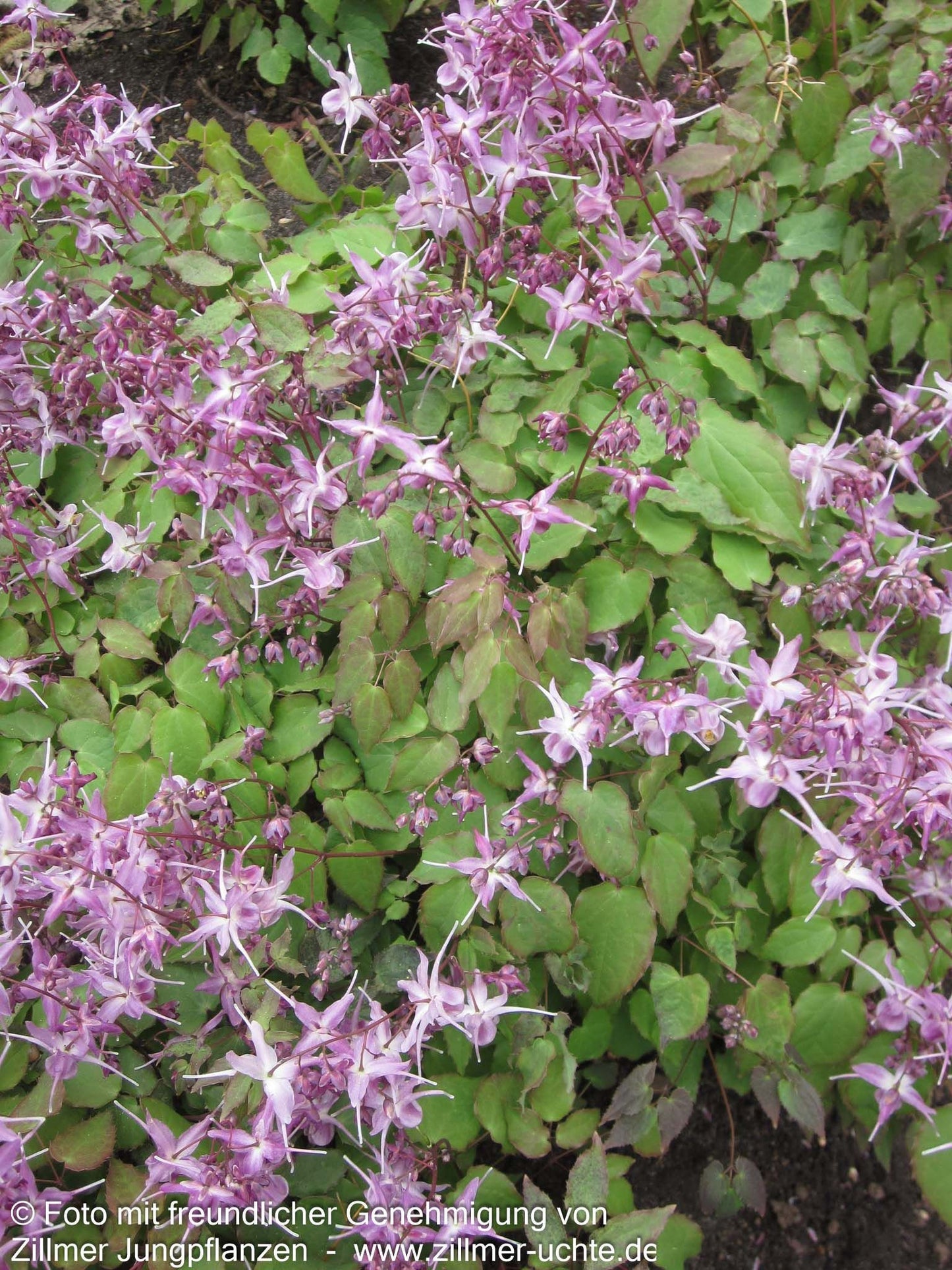 Großblütige Elfenblume 'Lilafee' (Epimedium grandiflorum)