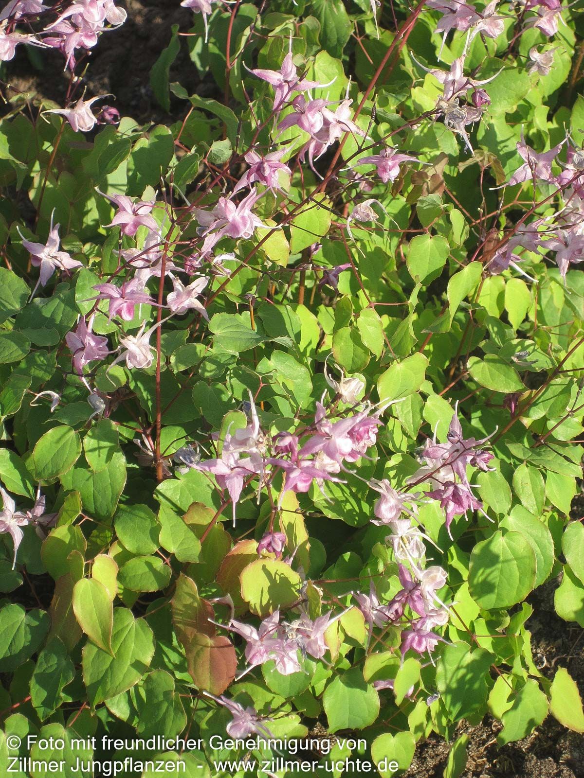 Großblütige Elfenblume 'Lilafee' (Epimedium grandiflorum)