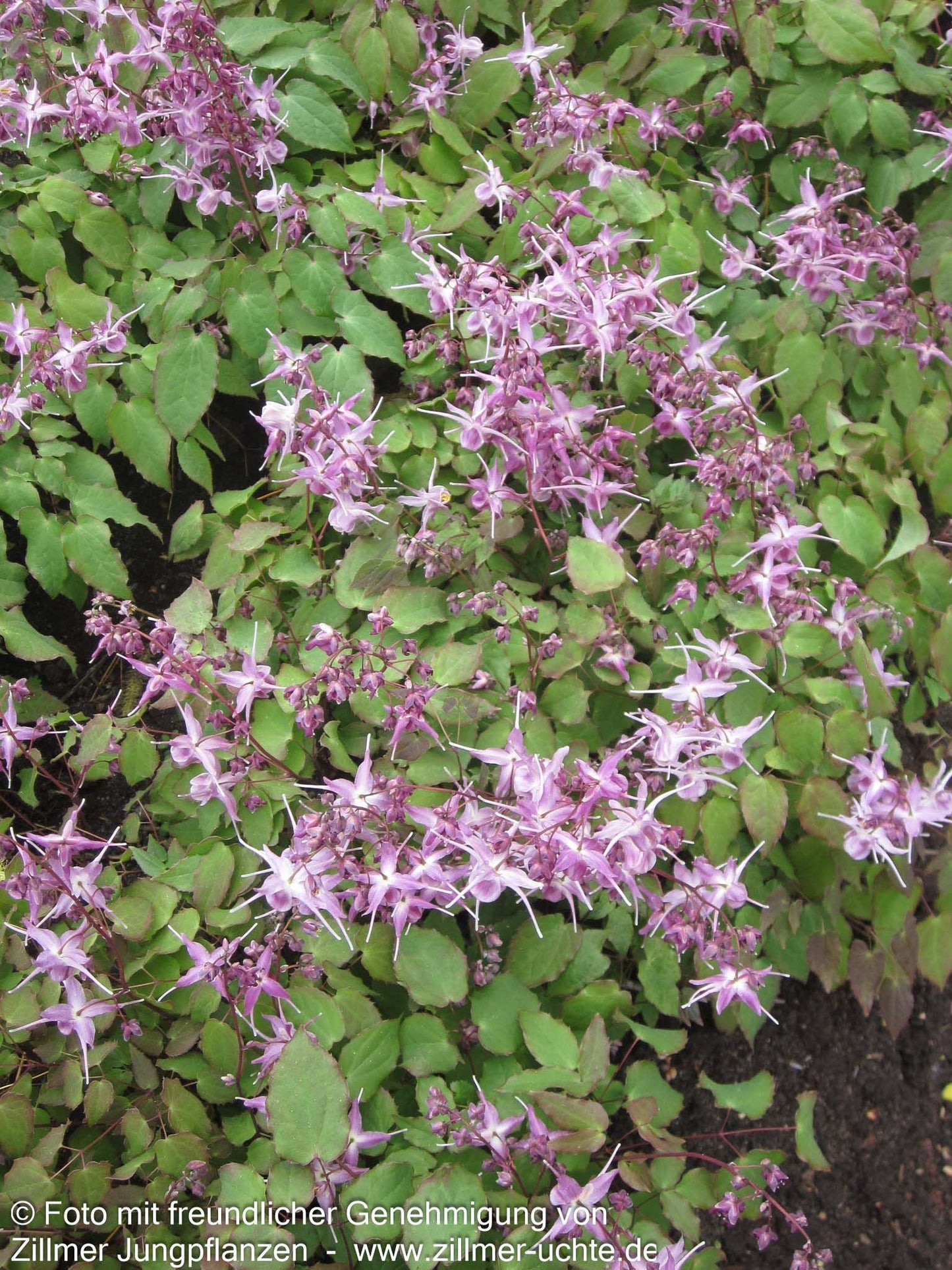 Großblütige Elfenblume 'Lilafee' (Epimedium grandiflorum)