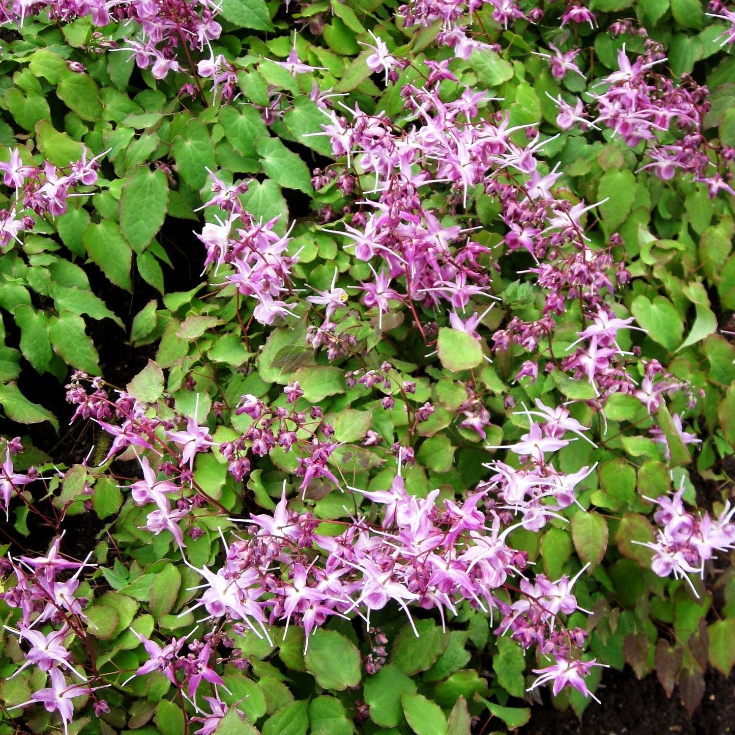 Großblütige Elfenblume 'Lilafee' (Epimedium grandiflorum)