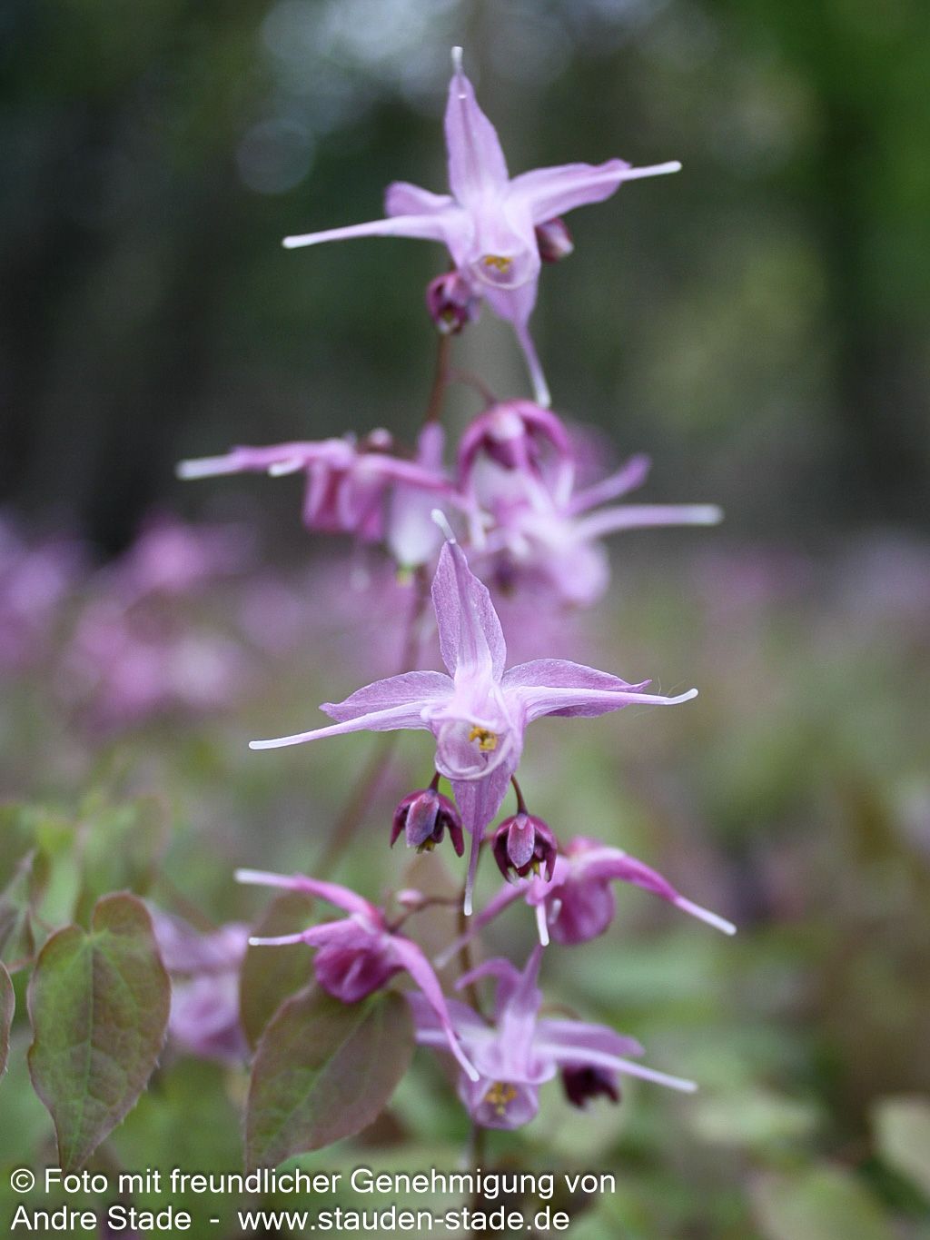 Großblütige Elfenblume 'Lilafee' (Epimedium grandiflorum)