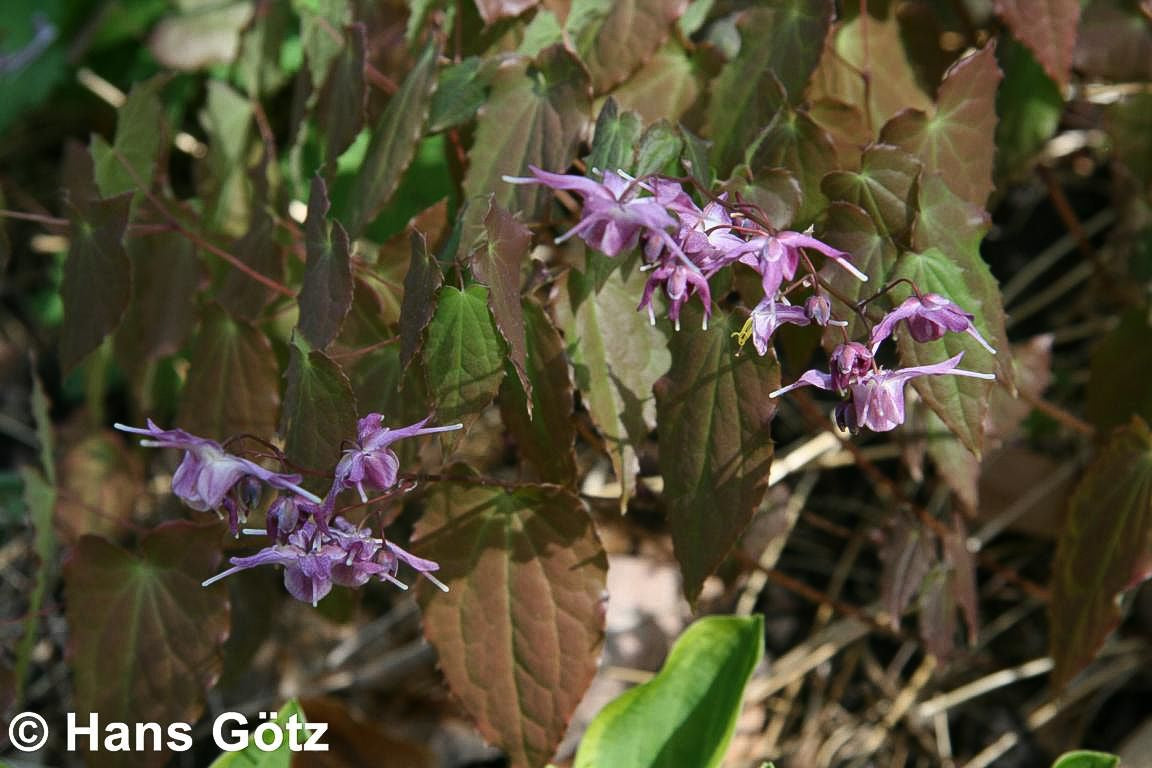 Großblütige Elfenblume 'Lilafee' (Epimedium grandiflorum)