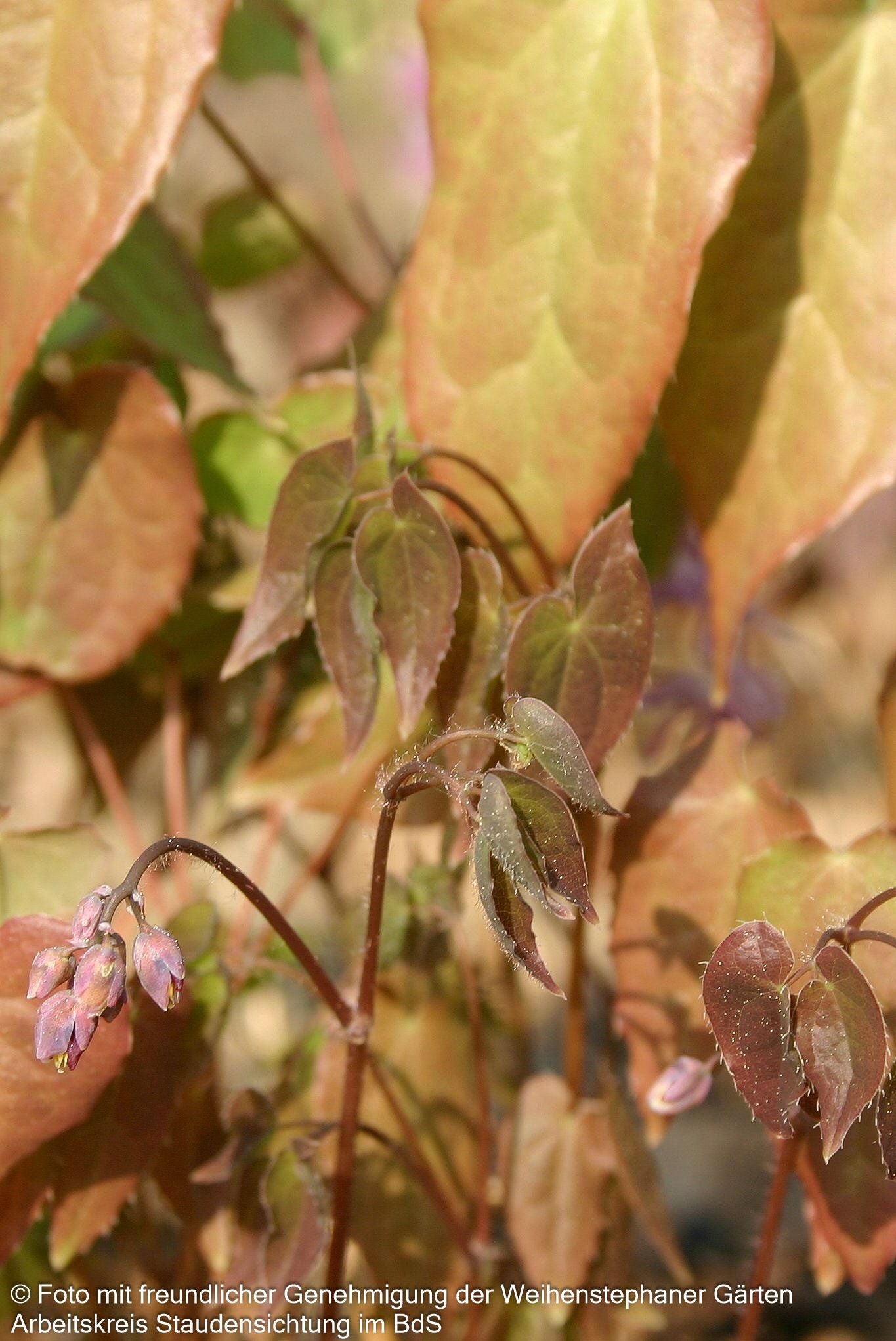 Großblütige Elfenblume 'Lilafee' (Epimedium grandiflorum)
