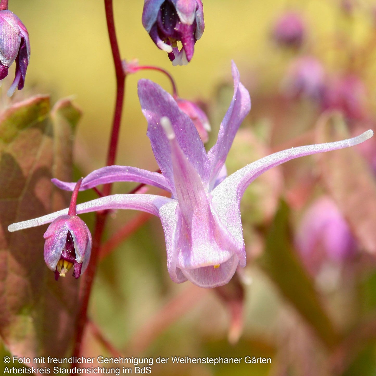 Großblütige Elfenblume 'Lilafee' (Epimedium grandiflorum)