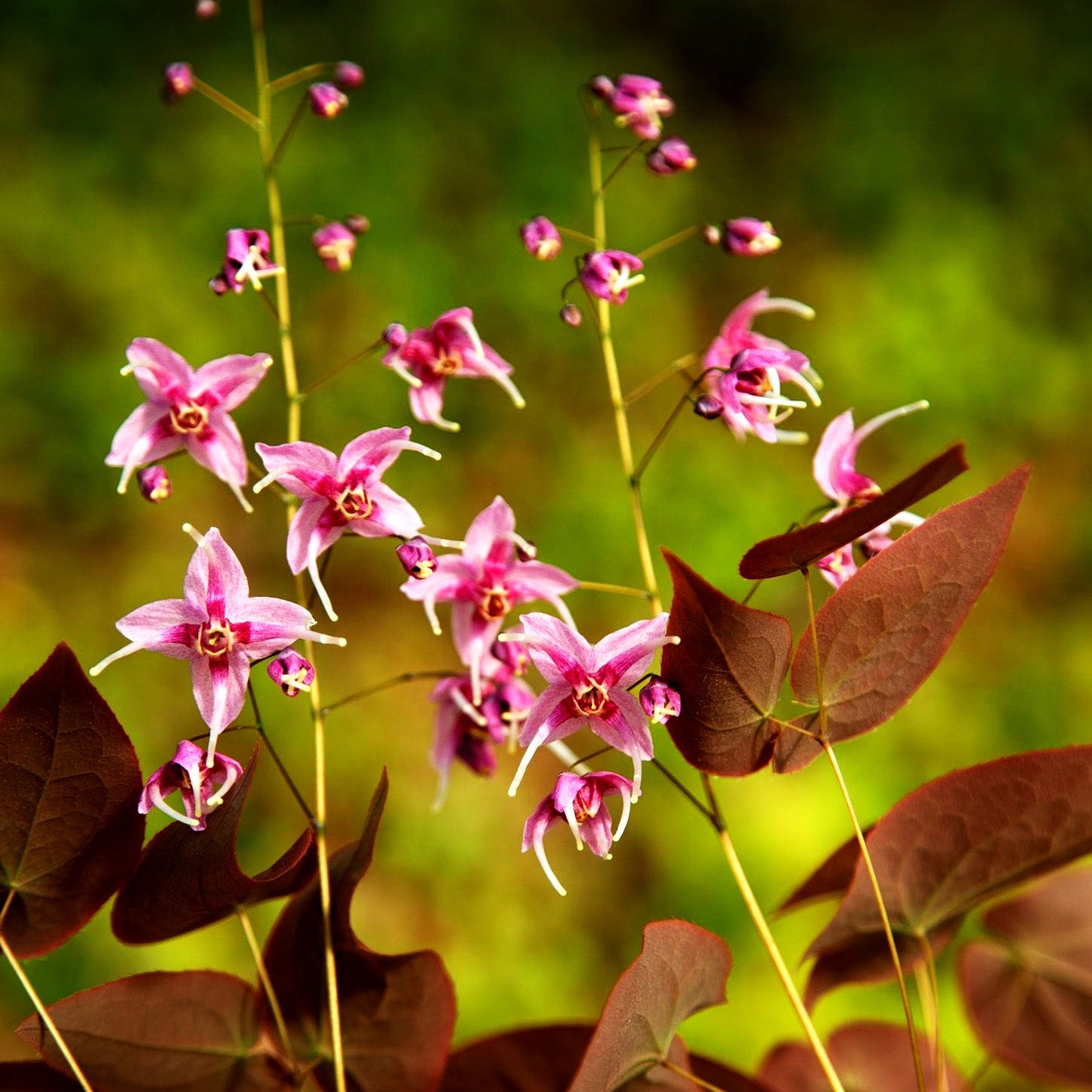 Großblütige Elfenblume 'Pretty in Pink' (Epimedium grandiflorum)