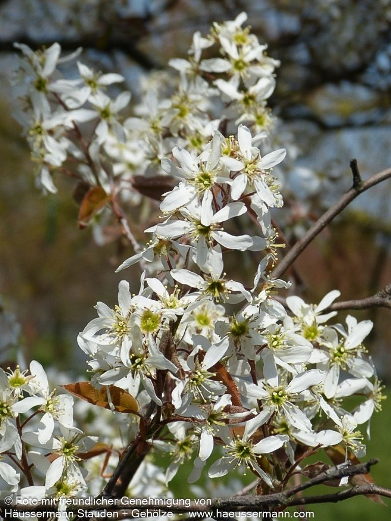 Großblütige Felsenbirne 'Ballerina' (Amelanchier x grandiflora)