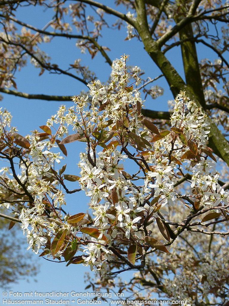 Großblütige Felsenbirne 'Ballerina' (Amelanchier x grandiflora)
