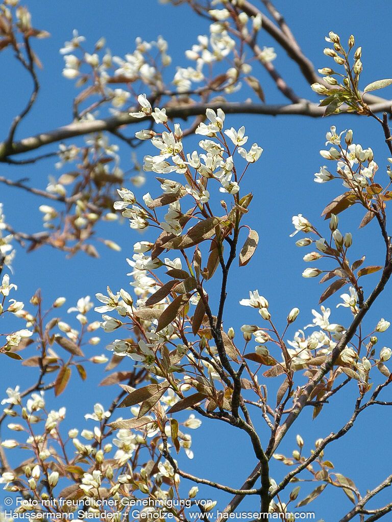 Großblütige Felsenbirne 'Ballerina' (Amelanchier x grandiflora)