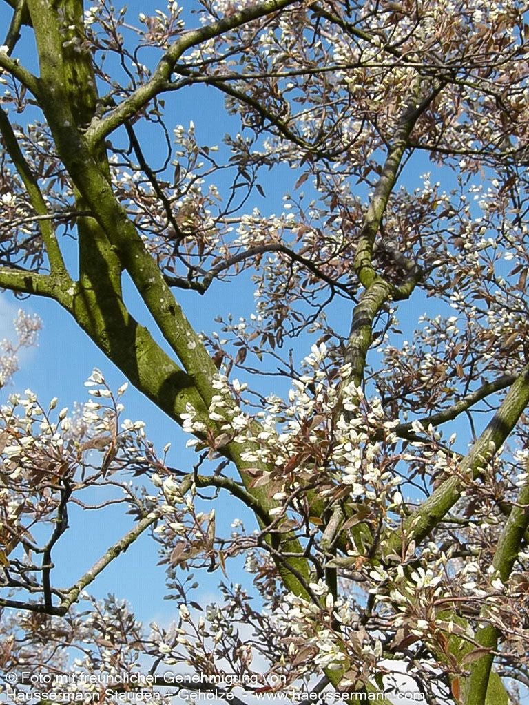 Großblütige Felsenbirne 'Ballerina' (Amelanchier x grandiflora)