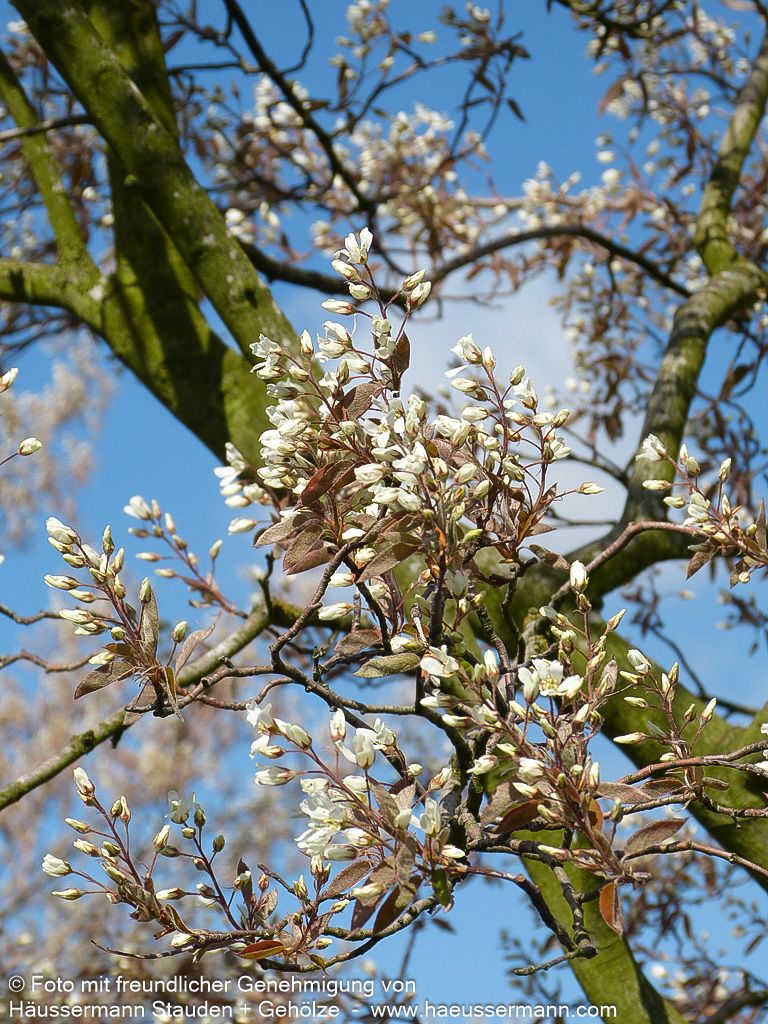 Großblütige Felsenbirne 'Ballerina' (Amelanchier x grandiflora)