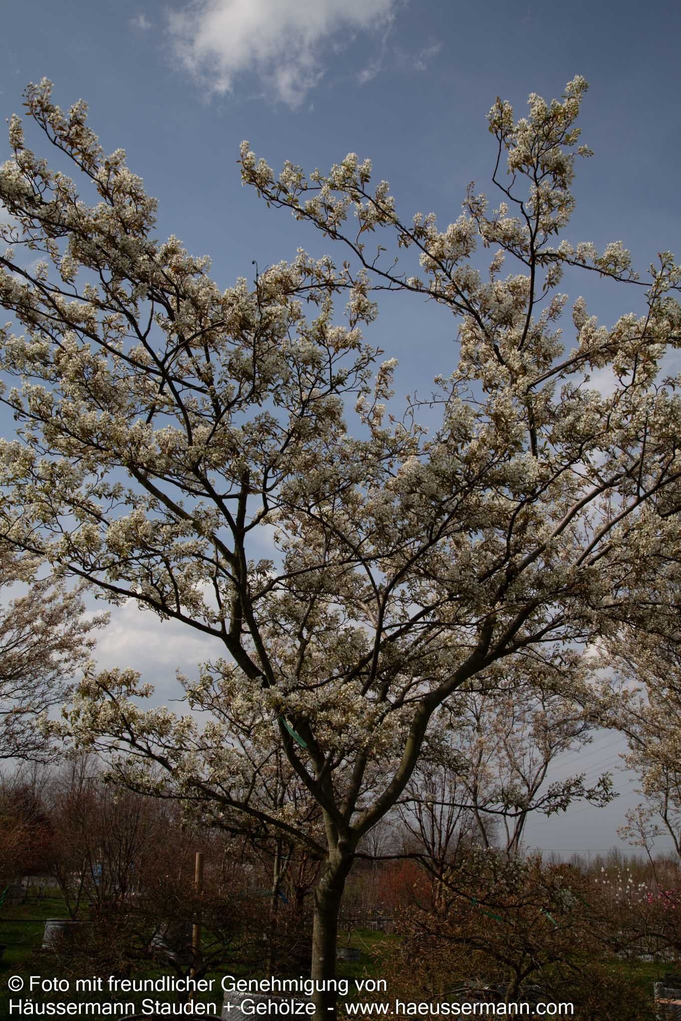 Großblütige Felsenbirne 'Ballerina' (Amelanchier x grandiflora)