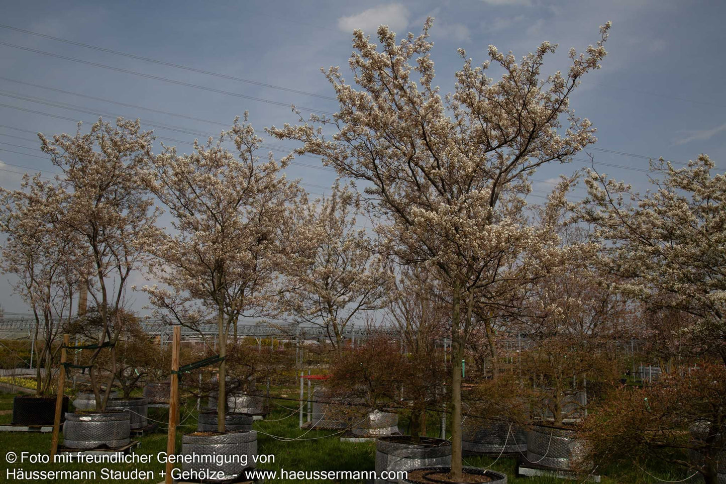 Großblütige Felsenbirne 'Ballerina' (Amelanchier x grandiflora)