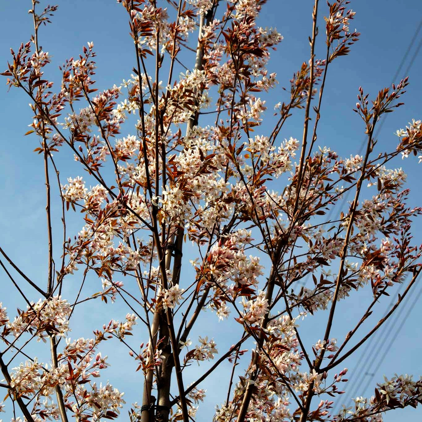 Großblütige Felsenbirne 'Robin Hill' (Amelanchier x grandiflora)