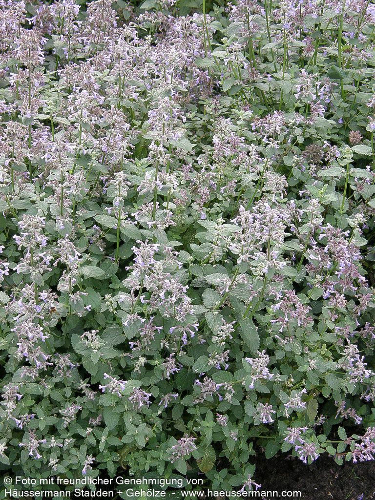 Großblütige Katzenminze 'Bramdean' (Nepeta grandiflora)