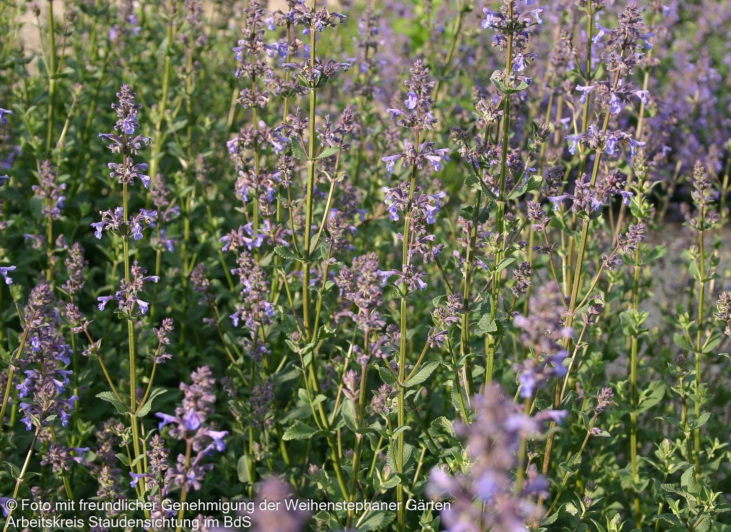Großblütige Katzenminze 'Bramdean' (Nepeta grandiflora)
