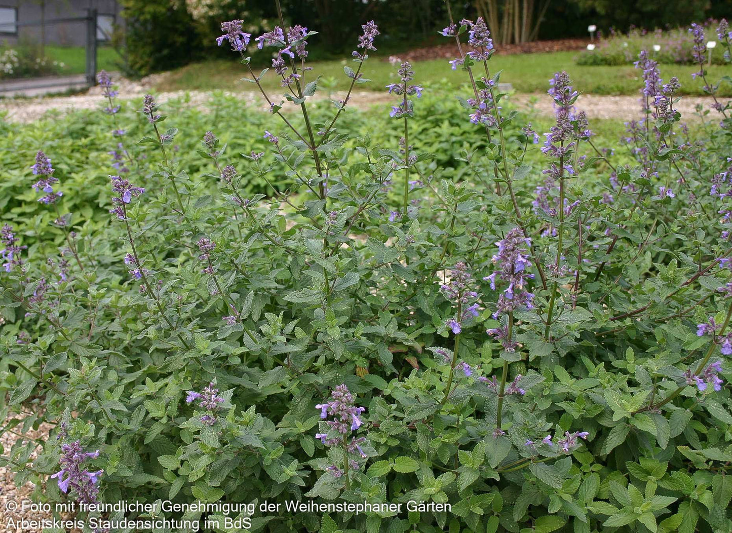 Großblütige Katzenminze 'Bramdean' (Nepeta grandiflora)