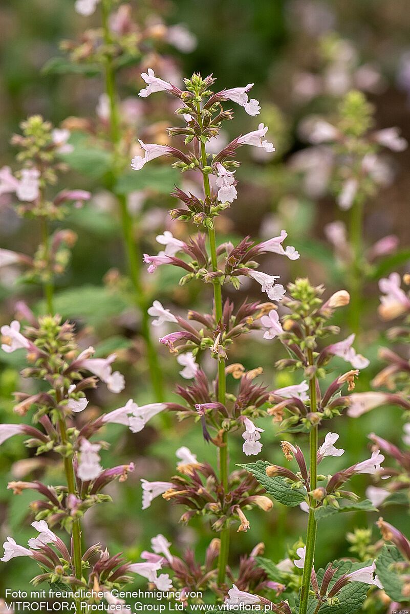 Großblütige Katzenminze 'Dawn to Dusk' (Nepeta grandiflora)