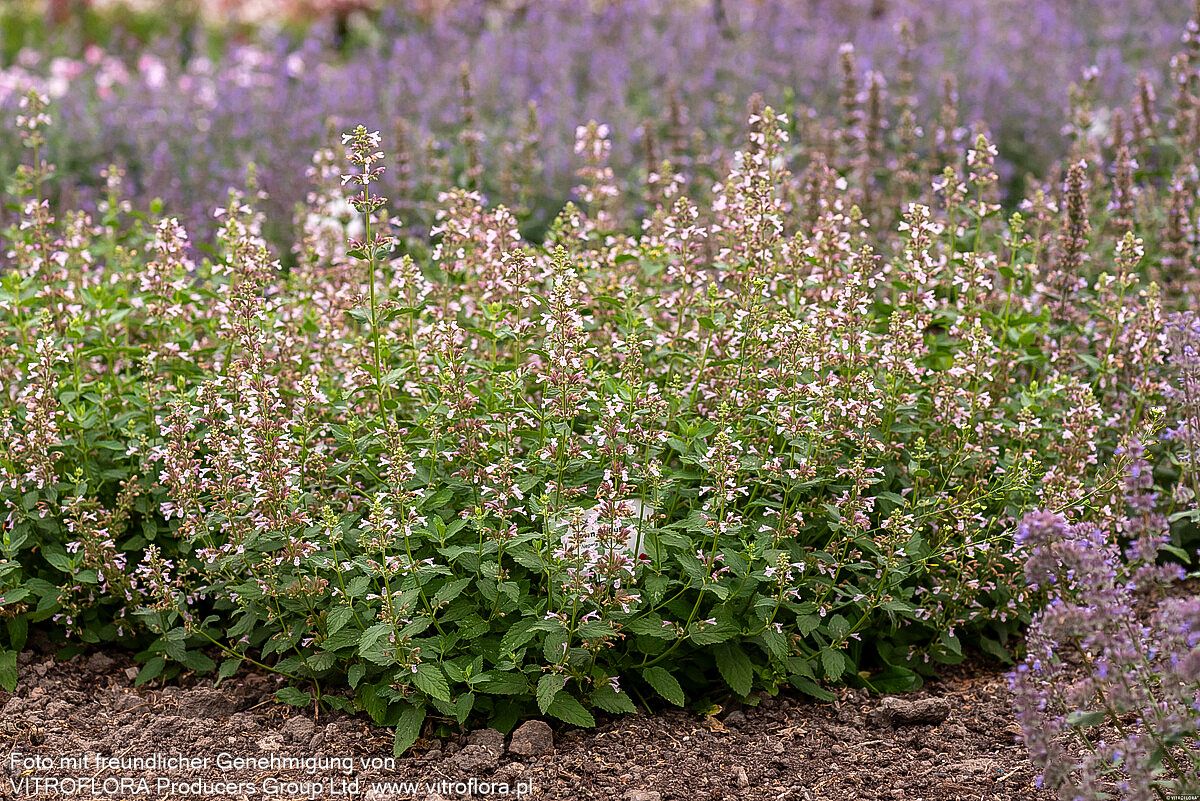 Großblütige Katzenminze 'Dawn to Dusk' (Nepeta grandiflora)