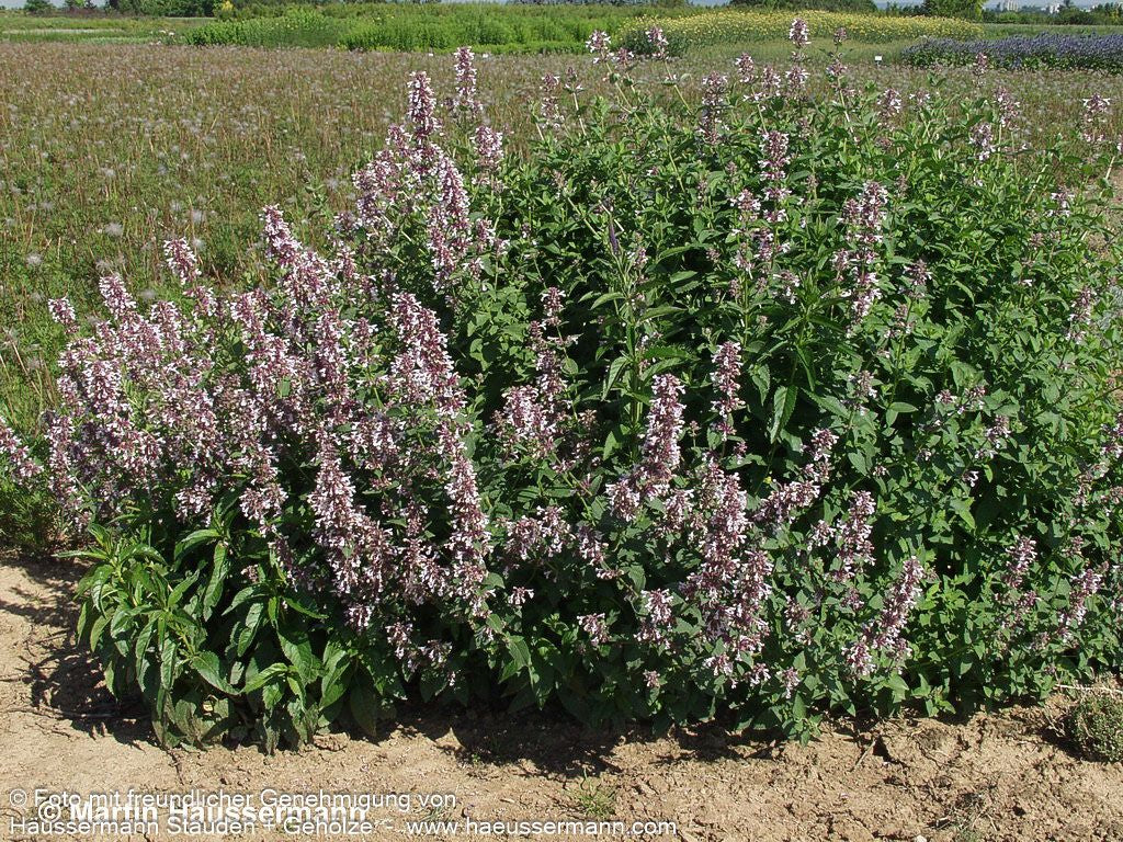 Großblütige Katzenminze 'Dawn to Dusk' (Nepeta grandiflora)
