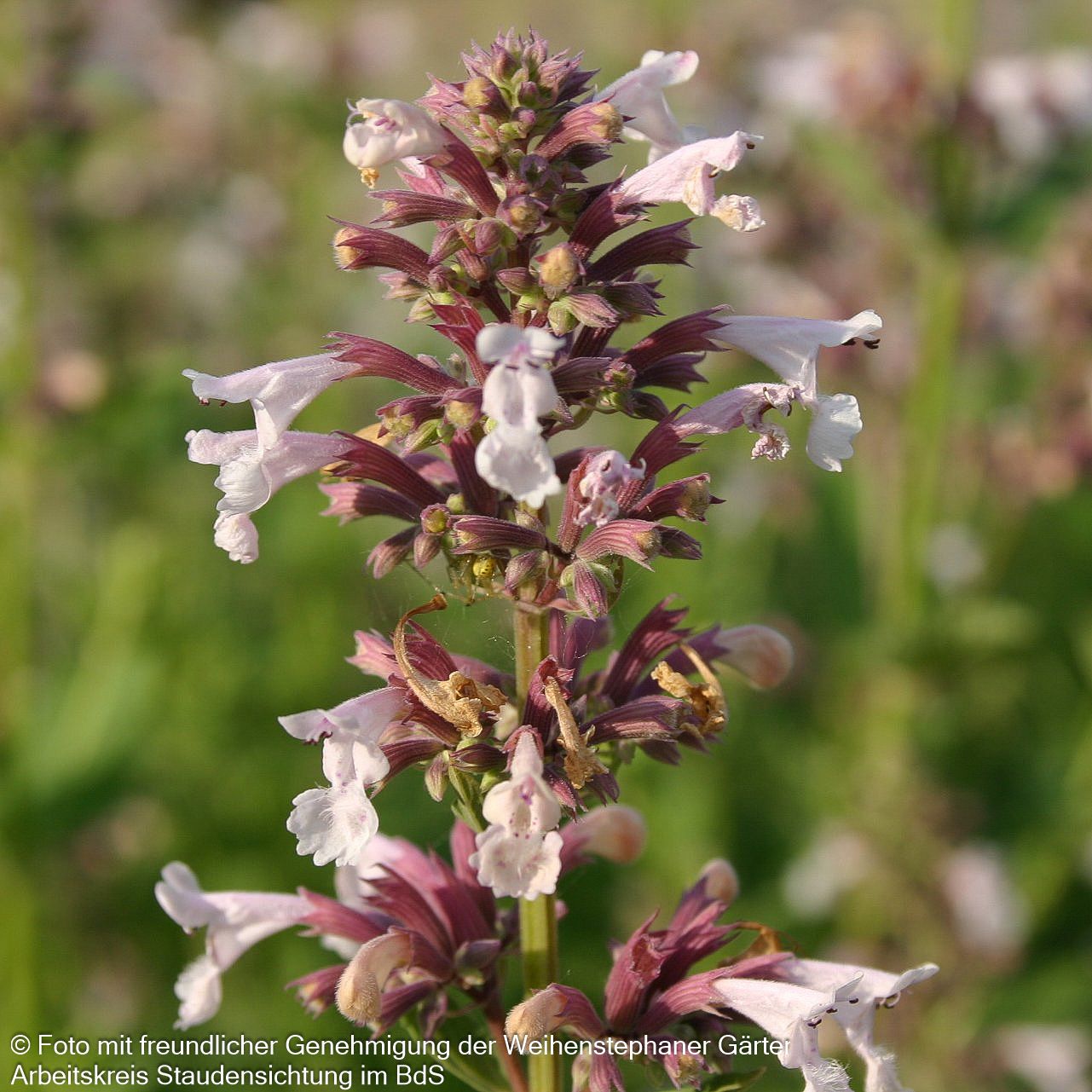 Großblütige Katzenminze 'Dawn to Dusk' (Nepeta grandiflora)