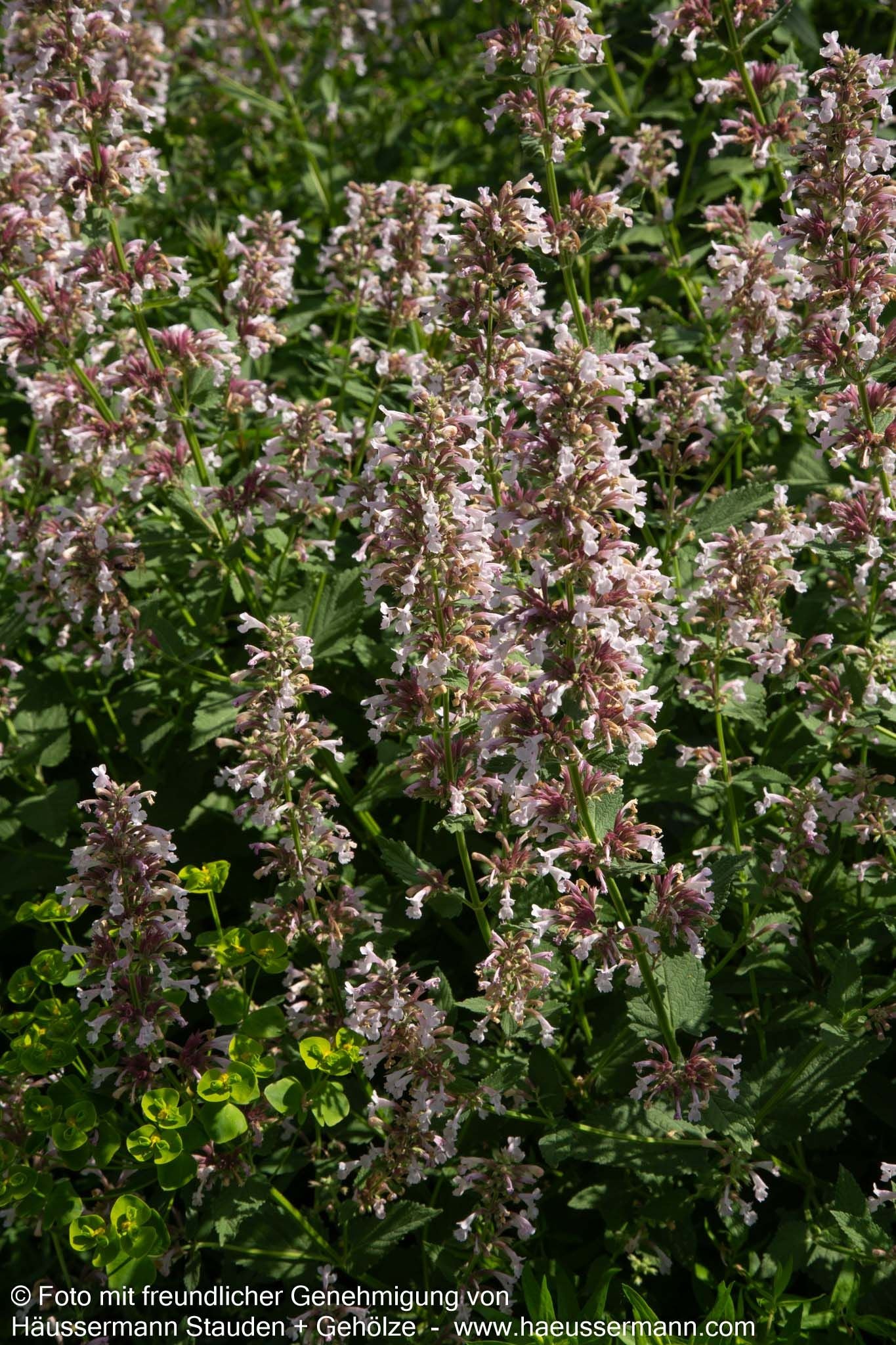 Großblütige Katzenminze 'Dawn to Dusk' (Nepeta grandiflora)