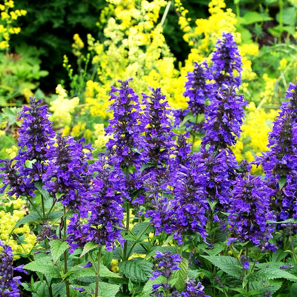 Großblütige Katzenminze 'Neptune' (Nepeta kubanica)