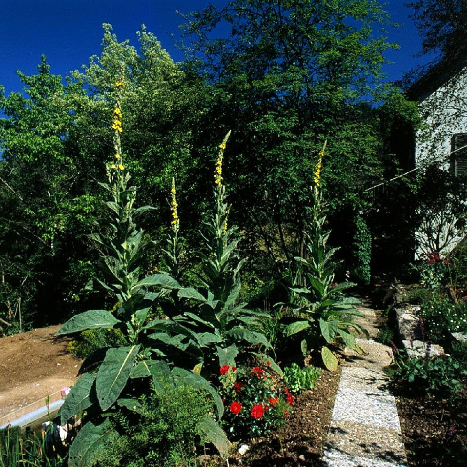 Großblütige Königskerze (Verbascum densiflorum)