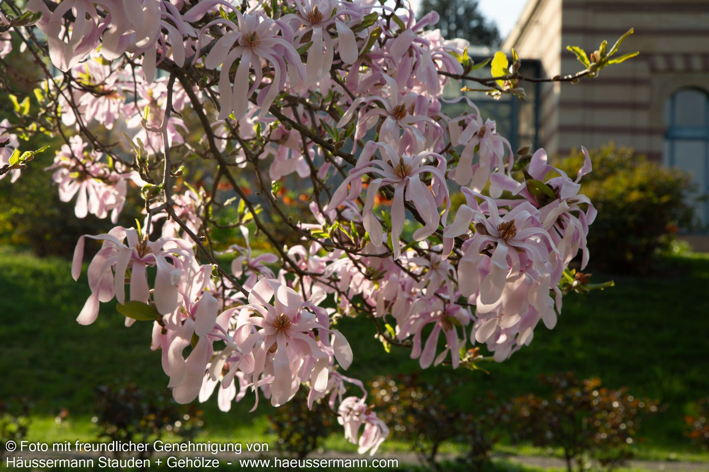 Großblütige Stern-Magnolie 'Leonard Messel' (Magnolia x loebneri)