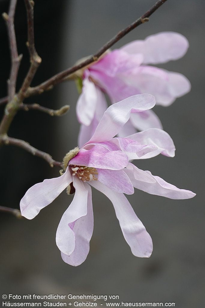 Großblütige Stern-Magnolie 'Leonard Messel' (Magnolia x loebneri)