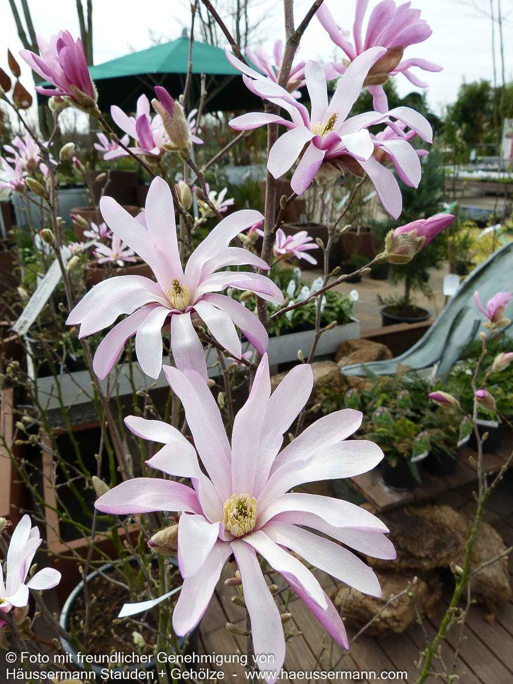 Großblütige Stern-Magnolie 'Leonard Messel' (Magnolia x loebneri)