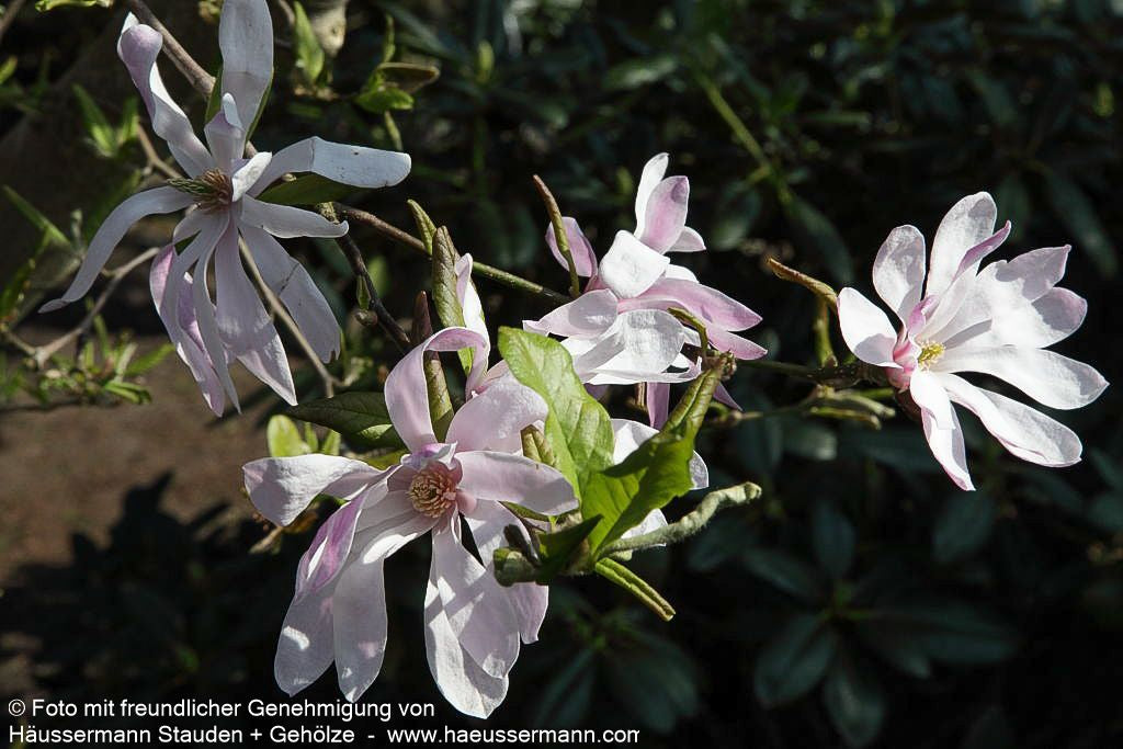Großblütige Stern-Magnolie 'Leonard Messel' (Magnolia x loebneri)