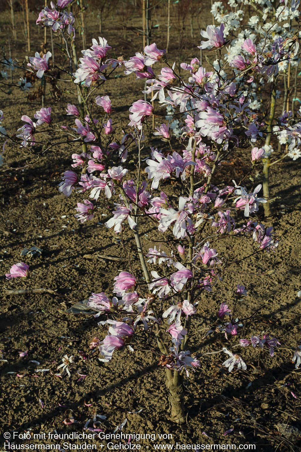 Großblütige Stern-Magnolie 'Leonard Messel' (Magnolia x loebneri)