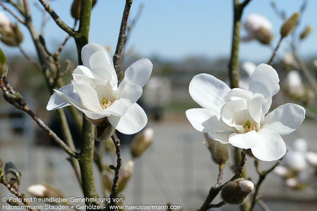 Großblütige Stern-Magnolie 'Merrill' (Magnolia x loebneri)