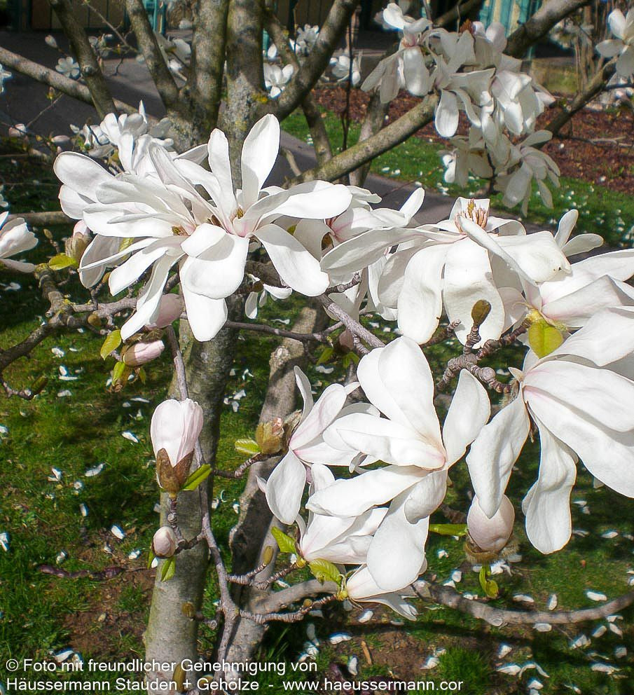 Großblütige Stern-Magnolie 'Merrill' (Magnolia x loebneri)
