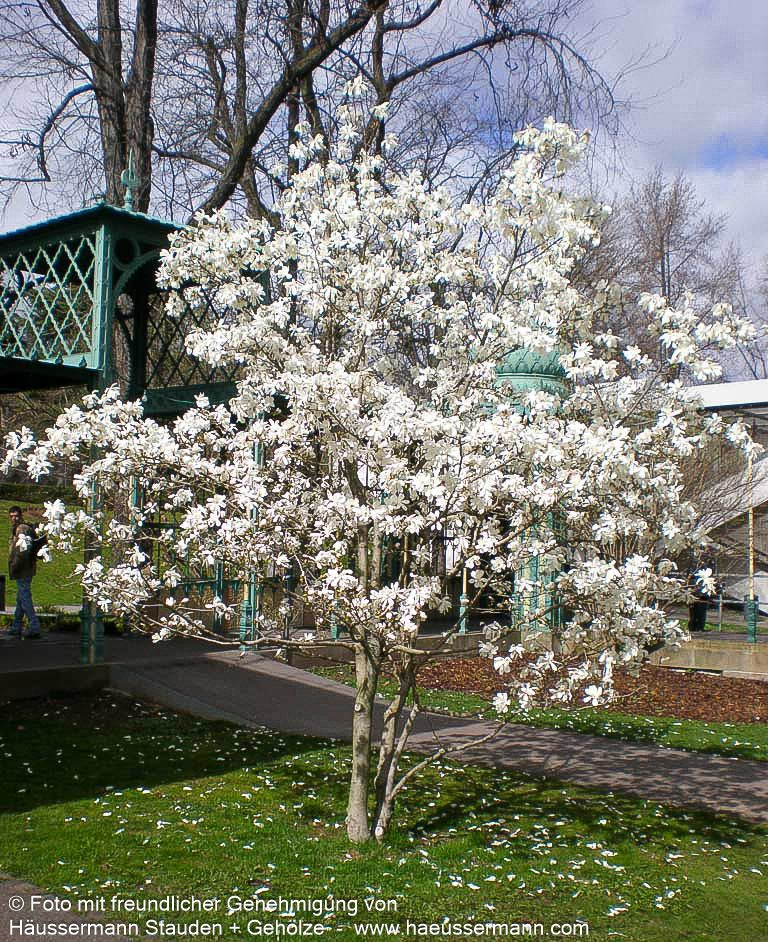 Großblütige Stern-Magnolie 'Merrill' (Magnolia x loebneri)