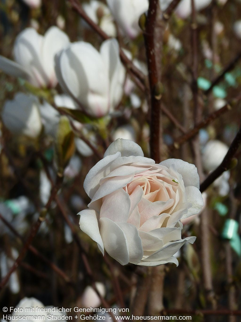 Großblütige Stern-Magnolie 'Wildcat' (Magnolia x loebneri)