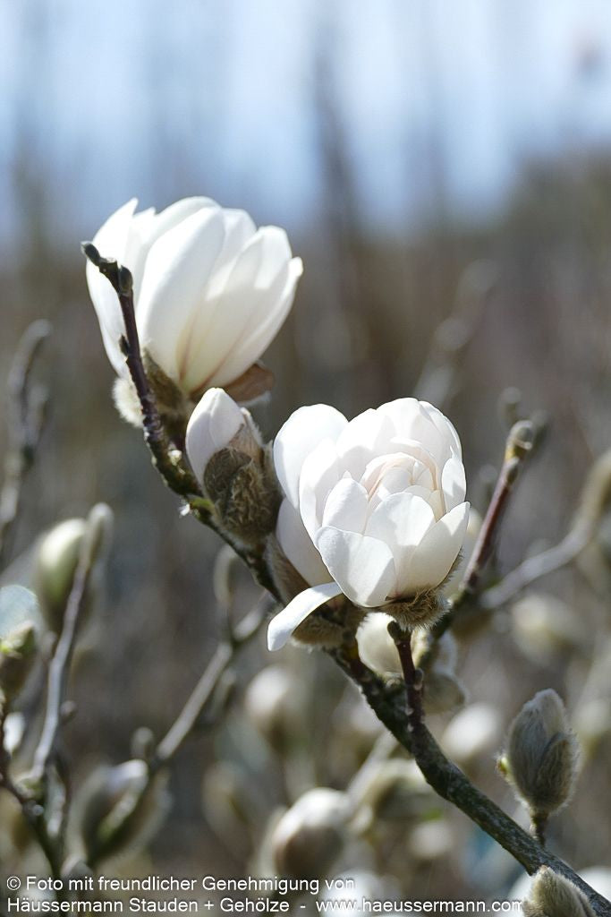 Großblütige Stern-Magnolie 'Wildcat' (Magnolia x loebneri)