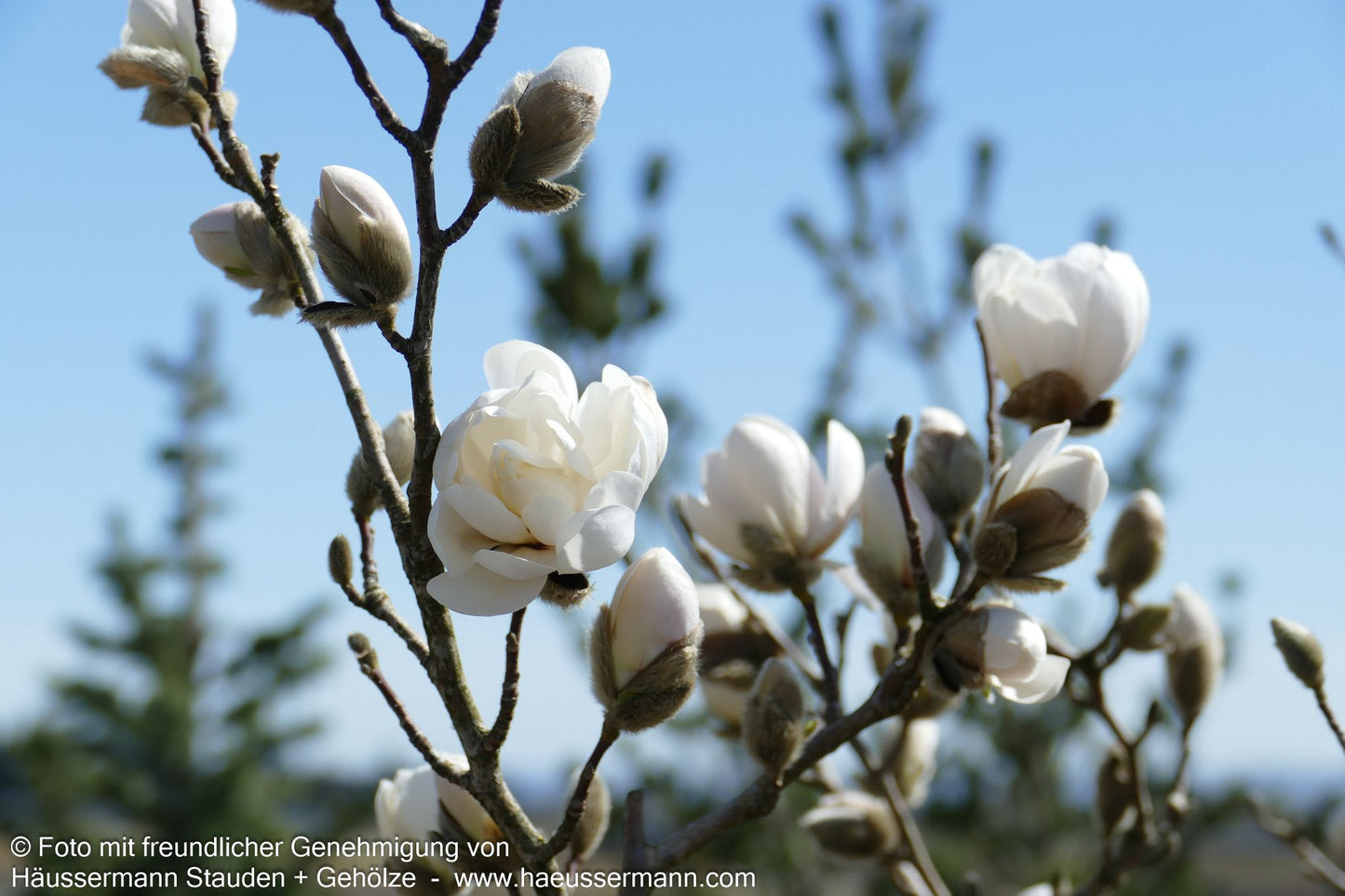 Großblütige Stern-Magnolie 'Wildcat' (Magnolia x loebneri)