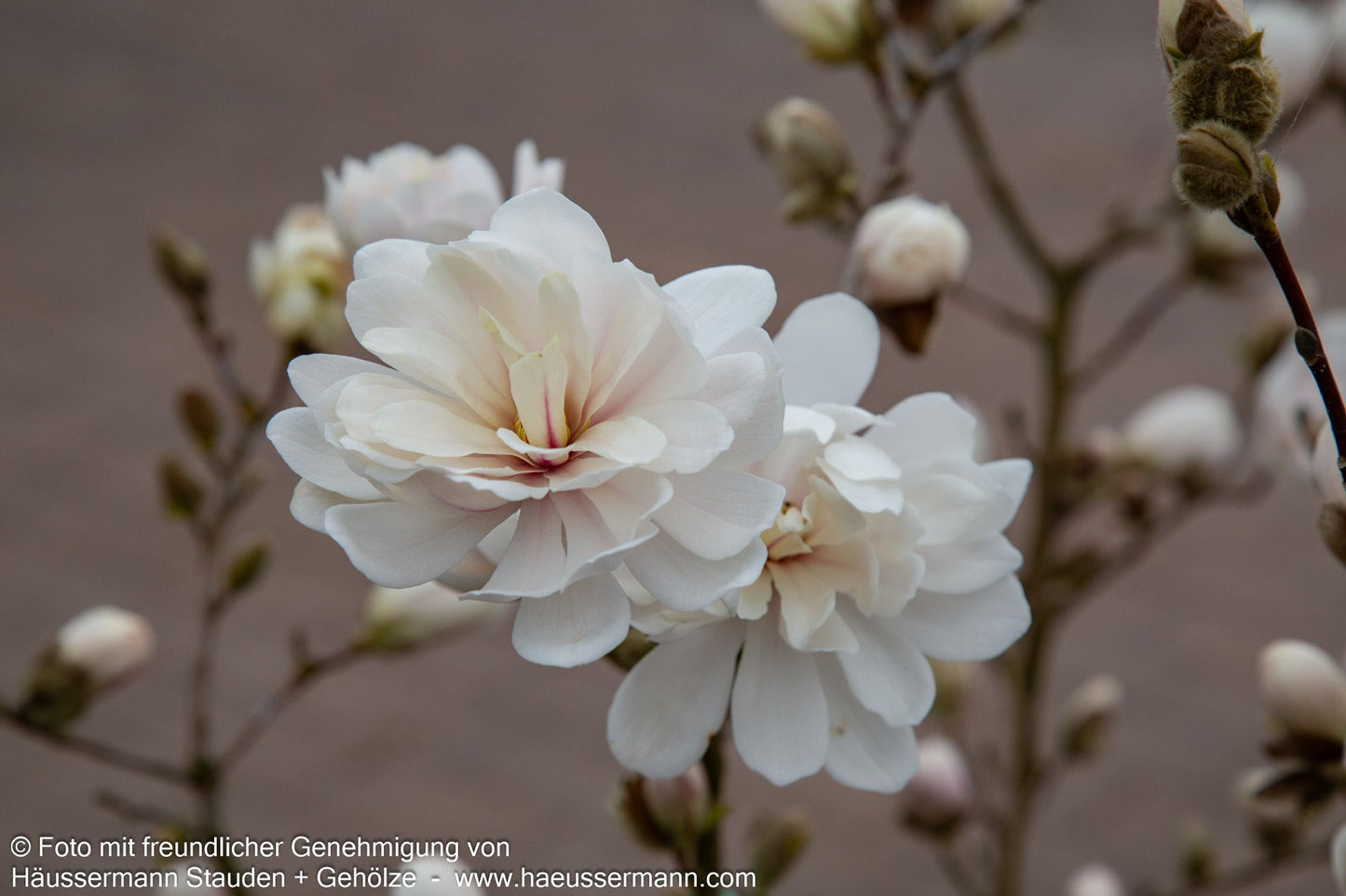 Großblütige Stern-Magnolie 'Wildcat' (Magnolia x loebneri)