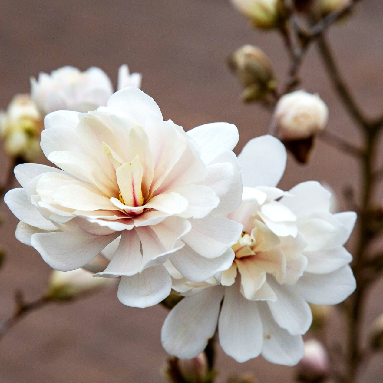 Großblütige Stern-Magnolie 'Wildcat' (Magnolia x loebneri)