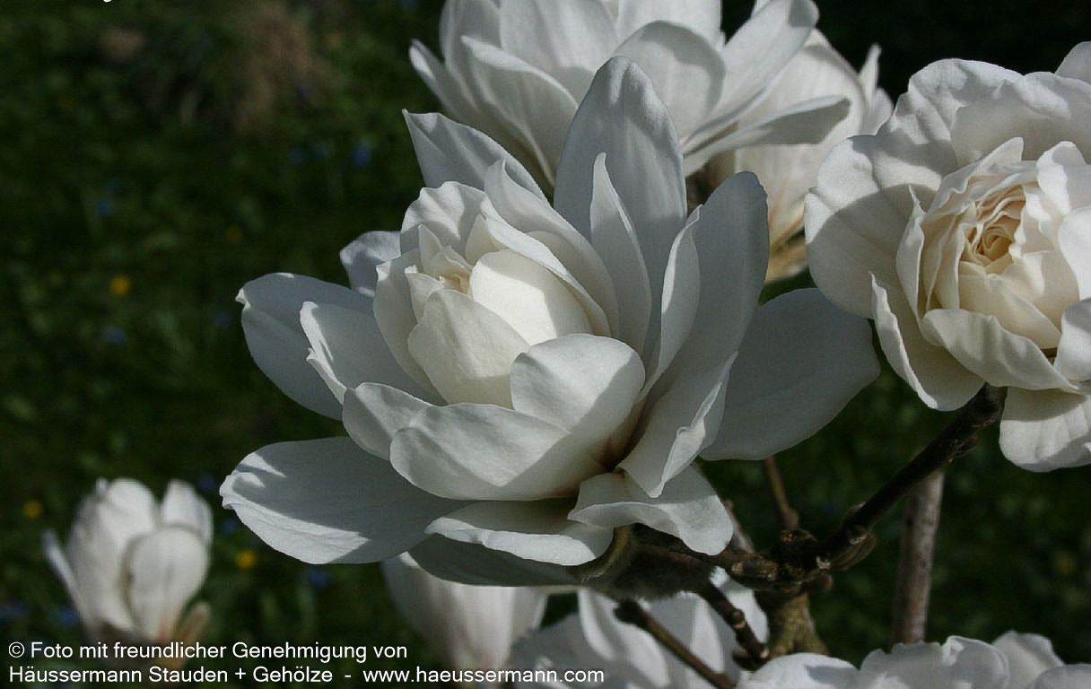Großblütige Stern-Magnolie 'Wildcat' (Magnolia x loebneri)