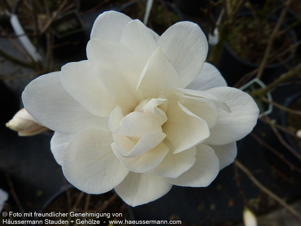 Großblütige Stern-Magnolie 'Wildcat' (Magnolia x loebneri)