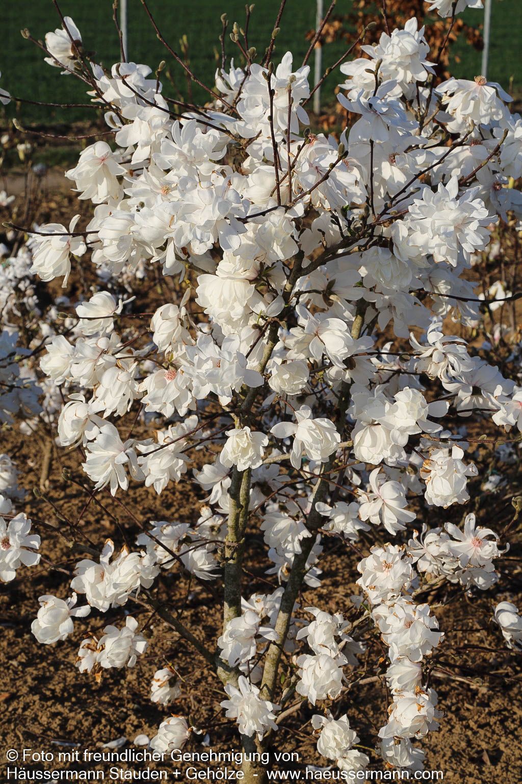 Großblütige Stern-Magnolie 'Wildcat' (Magnolia x loebneri)