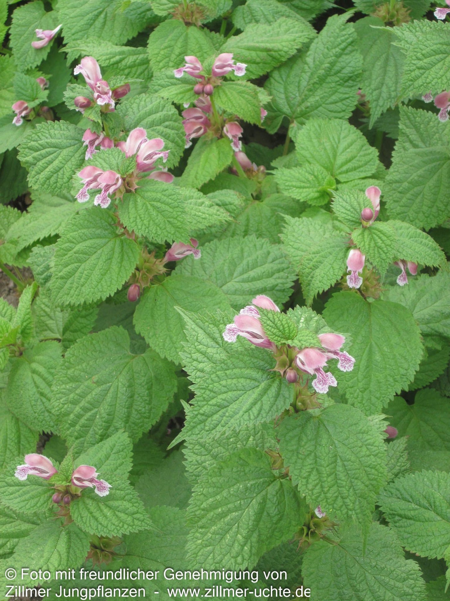 Großblütige Taubnessel 'Silva' (Lamium orvala)