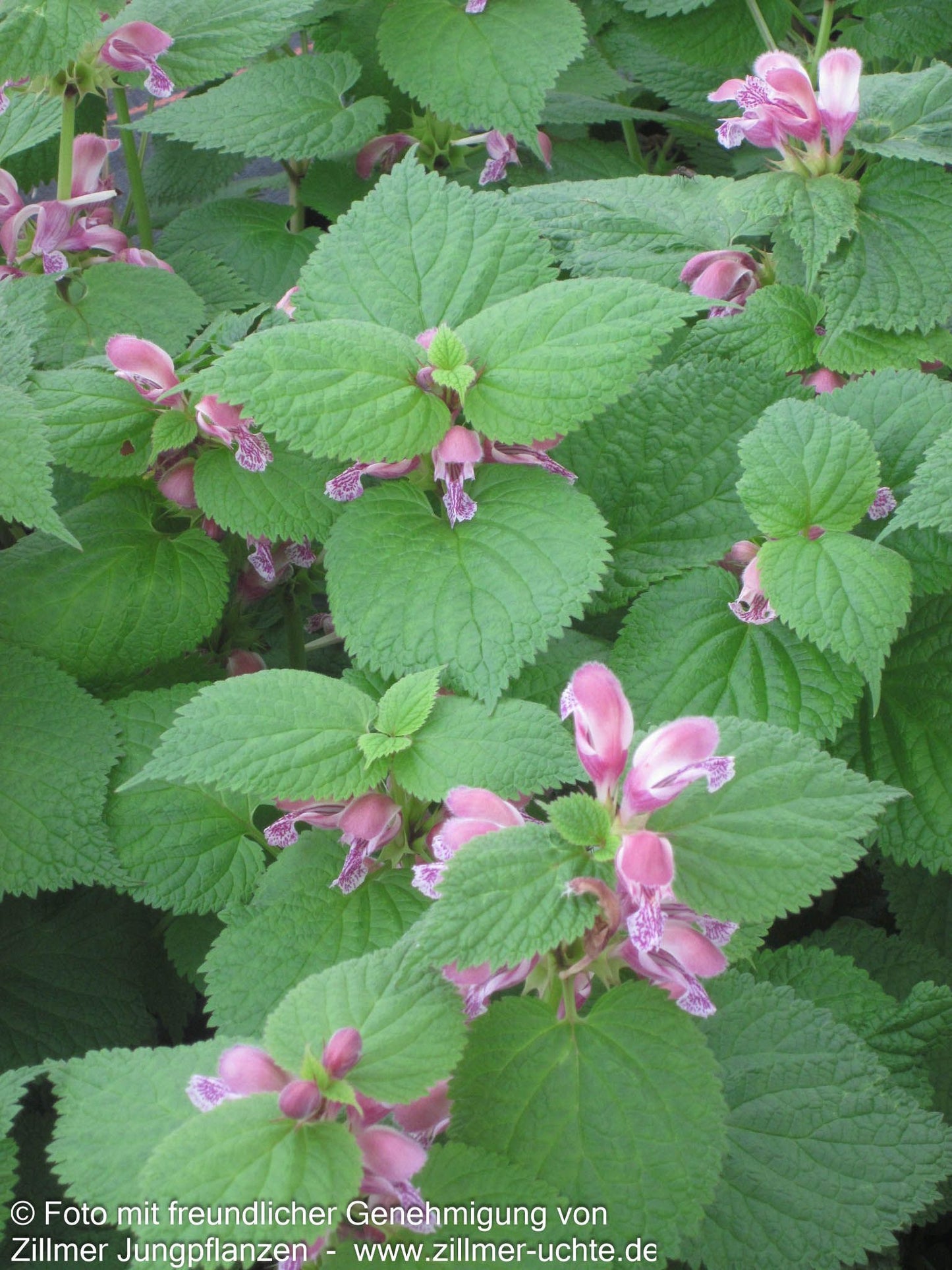 Großblütige Taubnessel 'Silva' (Lamium orvala)
